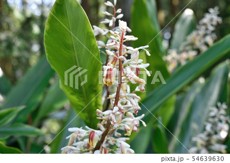 クマタケランの花 54639630