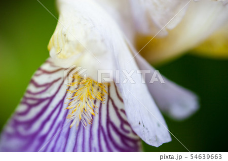 Iris flower Iris flower 54639663