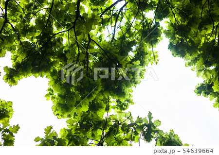 Green branches of the oak tree 54639664