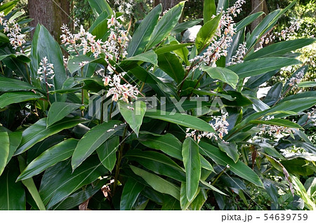 クマタケランの花 54639759
