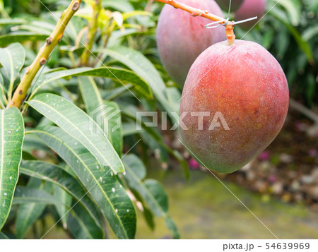 沖縄県 宮古島 マンゴー 沖縄県 宮古島 マンゴー 54639969