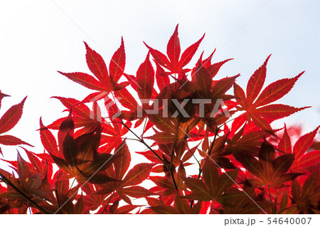 Pink leaves of the Japanese maple (Acer palmatum) Pink leaves of the Japanese maple (Acer palmatum) 54640007