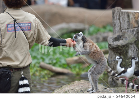 神戸どうぶつ王国　ワオキツネザルの餌やりパフォーマンス 54640054