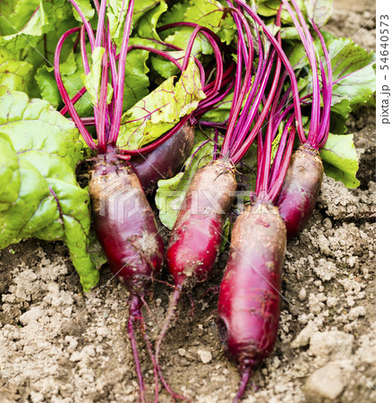 Beetroots on the ground 54640573