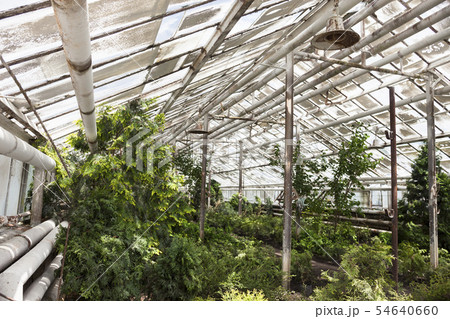 Growing the plants in the greenhouse Growing the plants in the greenhouse 54640660