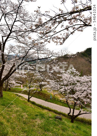 大法師公園の桜 54641034