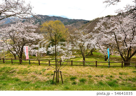 大法師公園の桜 54641035