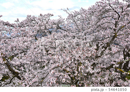 大法師公園の桜 54641050