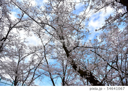 大法師公園の桜 54641067