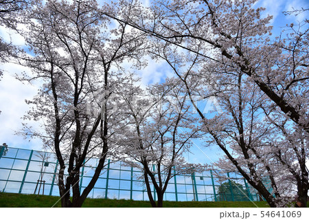 大法師公園の桜 54641069