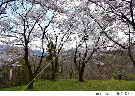 大法師公園の桜 54641070