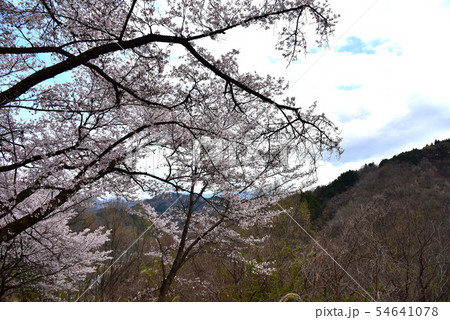大法師公園の桜 54641078