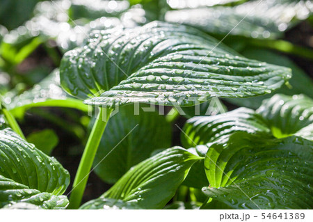 Hosta green leaves with dewdrops Hosta green leaves with dewdrops 54641389