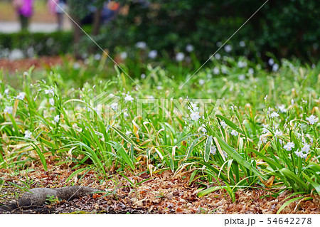 街景色　東京　丸の内 54642278