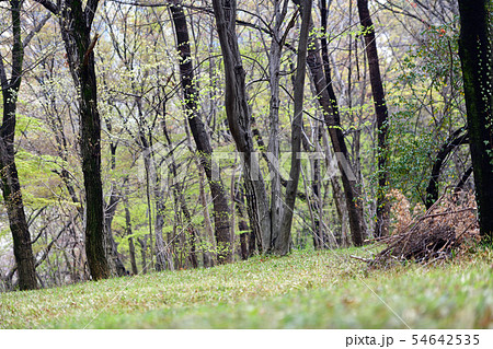 街景色 東京 丸の内 街景色 東京 丸の内 54642535