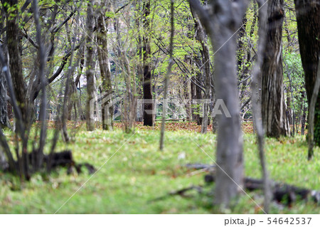 街景色　東京　丸の内 54642537