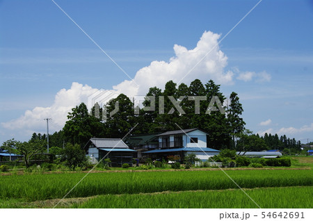 夏空の居久根 54642691