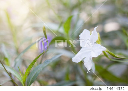 Flowers and sunlight in the morning. Flowers and sunlight in the morning. 54644522