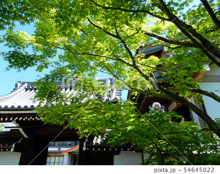 京都　永観堂　禅林寺　青もみじ 54645022