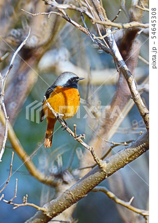 ジョウビタキ 54645308