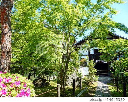 京都　永観堂　禅林寺　青もみじ 54645320