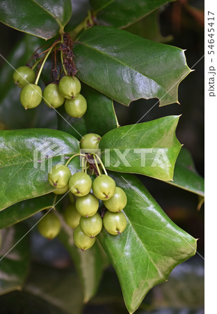 ヒイラギモチ(柊黐)の若い実 ヒイラギモチ(柊黐)の若い実 54645417
