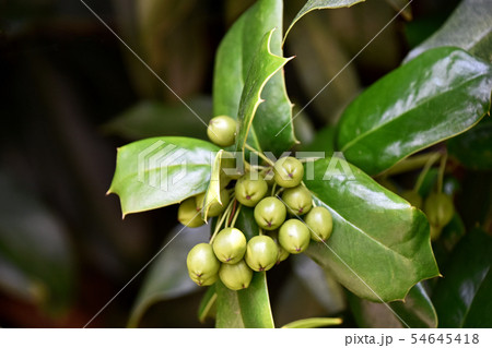 ヒイラギモチ(柊黐)の若い実 ヒイラギモチ(柊黐)の若い実 54645418