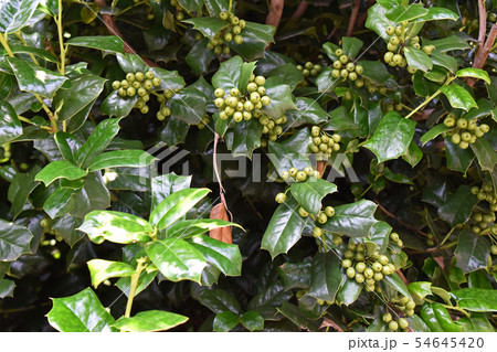 ヒイラギモチ(柊黐)の若い実 ヒイラギモチ(柊黐)の若い実 54645420