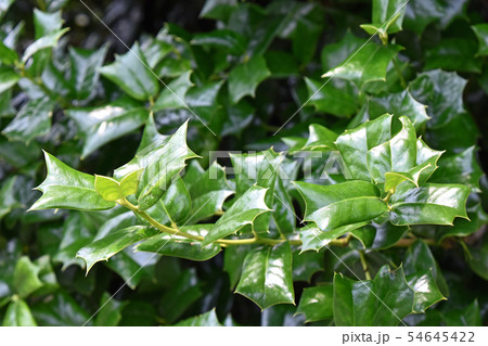 ヒイラギモチ(柊黐) ヒイラギモチ(柊黐) 54645422