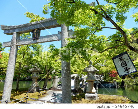 京都　永観堂　禅林寺　青もみじ 54645746