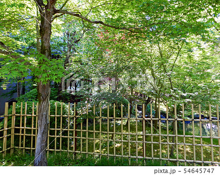 京都　永観堂　禅林寺　青もみじ 54645747