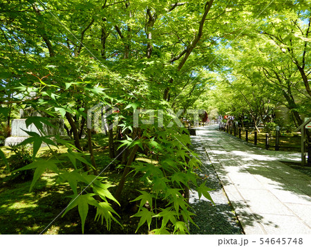京都　永観堂　禅林寺　青もみじ 54645748