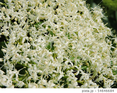 ミズキの花の写真素材