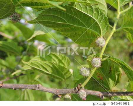 ヒメコウゾ ヒメコウゾ 54646991