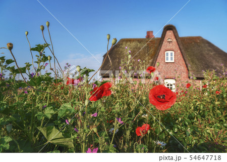 German Frisian house and garden with flowers 54647718