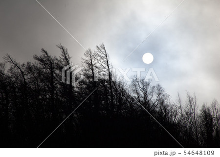 冬枯れの木立と太陽のシルエット 冬枯れの木立と太陽のシルエット 54648109