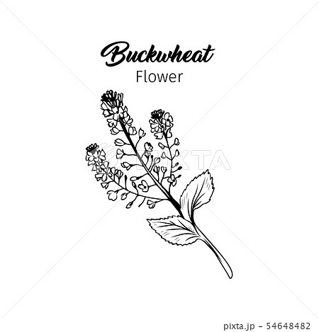 Buckwheat Flower Black Ink Sketch Stock Illustration