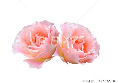 ピンクのバラの花 54648516