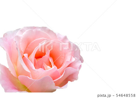 バラの花 54648558