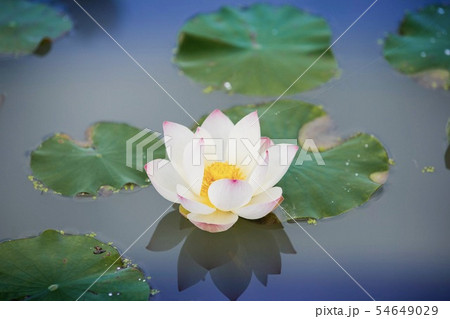 蓮の花 蓮の花 54649029
