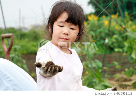 じゃがいもを掘る女の子 じゃがいもを掘る女の子 54650112