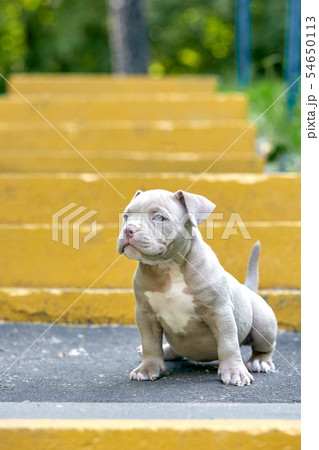 Beautiful and cute puppy American bulli on a concrete background, urban stairs. Concept first Beautiful and cute puppy American bulli on a concrete background, urban stairs. Concept first 54650113