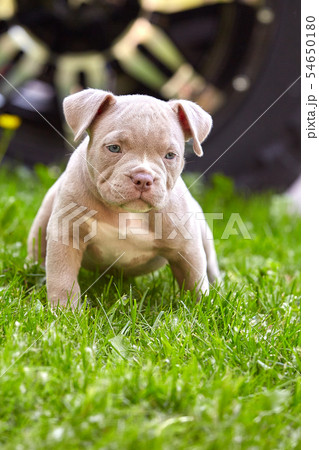 Beautiful and cute puppy American bulli on a concrete background, urban stairs. Concept first Beautiful and cute puppy American bulli on a concrete background, urban stairs. Concept first 54650180