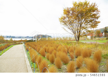 富士河口湖　大石公園　紅葉が終わったコキア 54651593