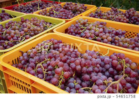 甲州種ブドウ 54651758
