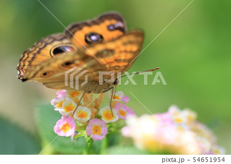 食事中のタテハモドキ 54651954