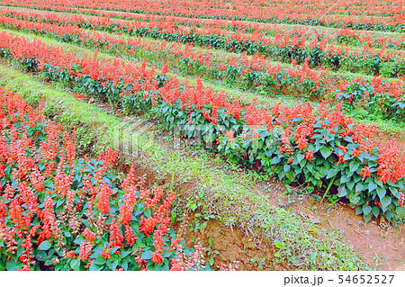 flowers in the field 54652527