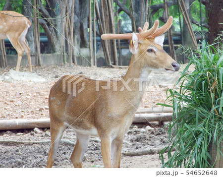 Deer in the zoo Deer in the zoo 54652648