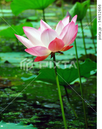 Lotus flower and Lotus flower plants 54652666