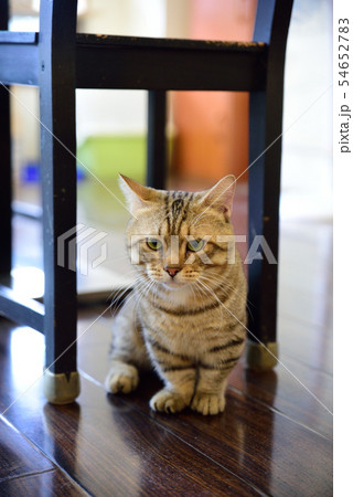 猫 ねこ ネコ 54652783